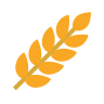 Durum Wheat